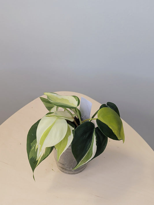 Philodendron hederecum cream splash variegated