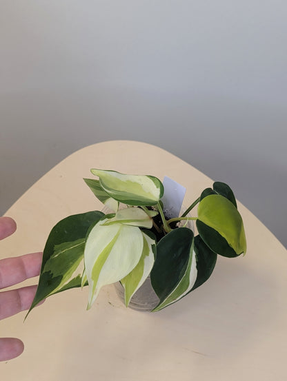 Philodendron hederecum cream splash variegated