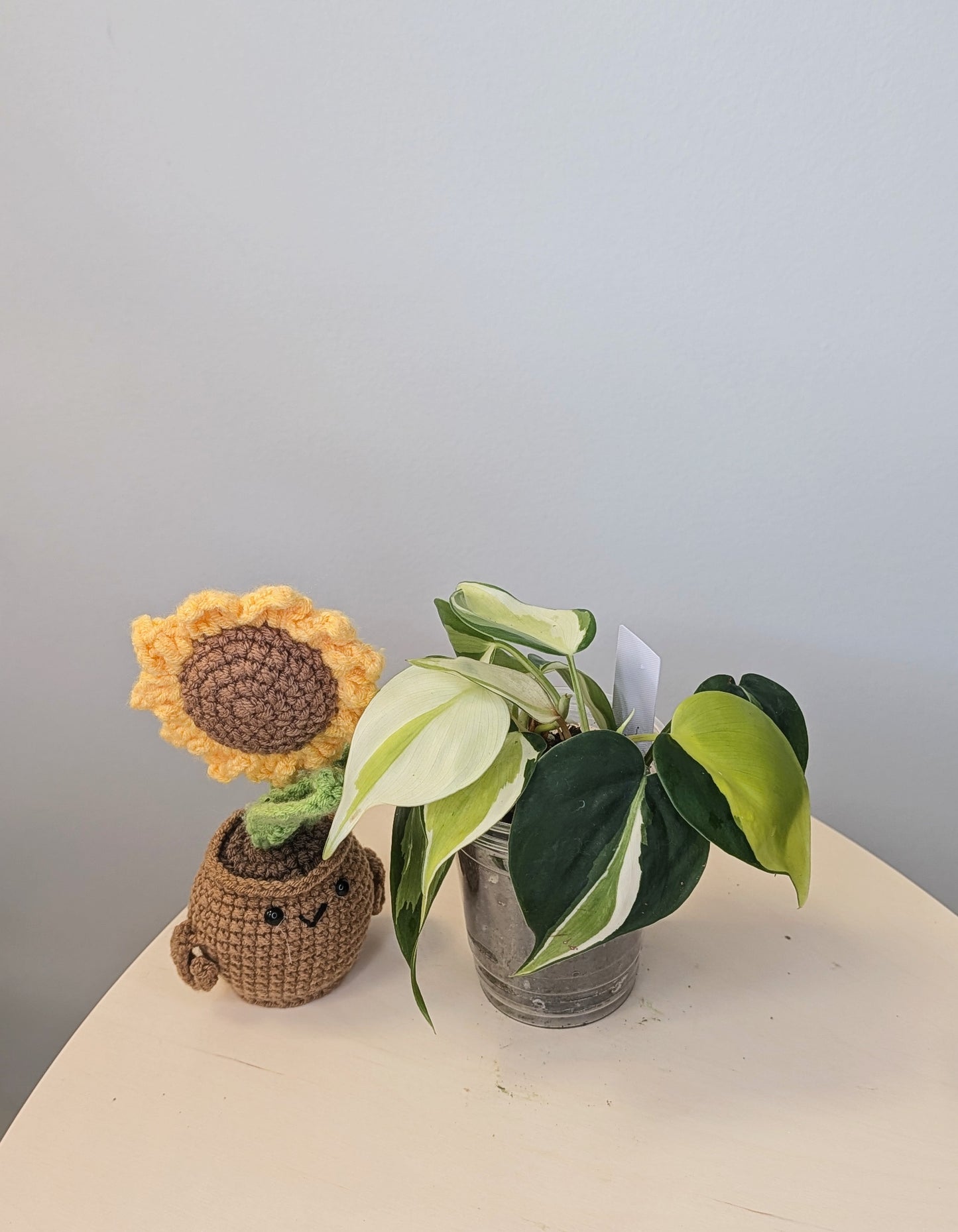 Philodendron hederecum cream splash variegated