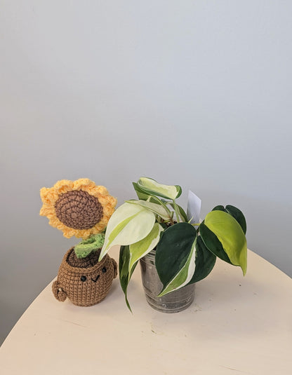 Philodendron hederecum cream splash variegated