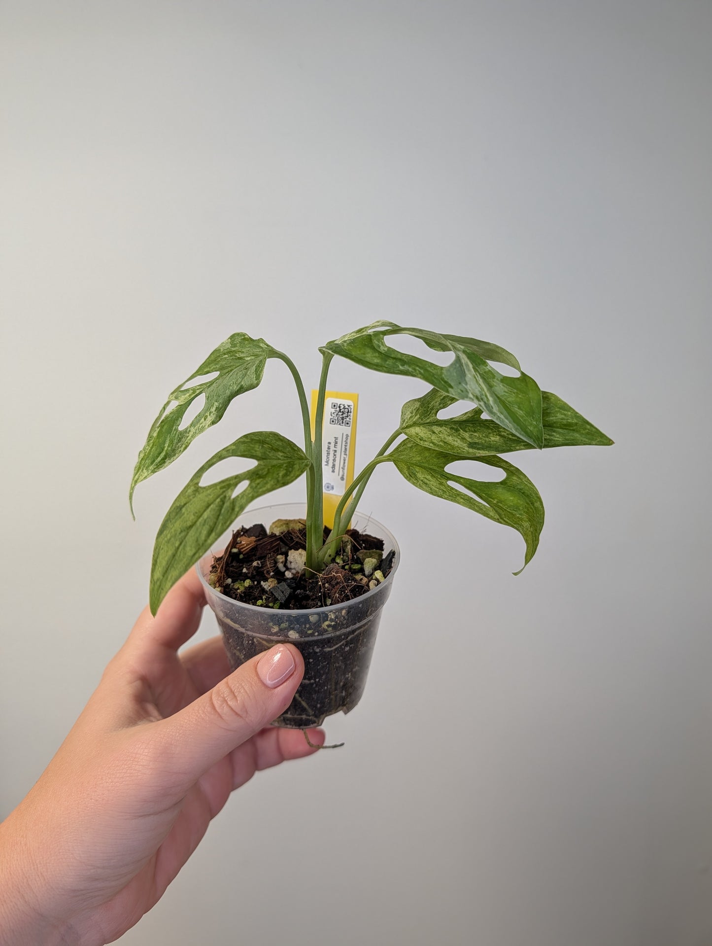 Monstera adansonii bundle