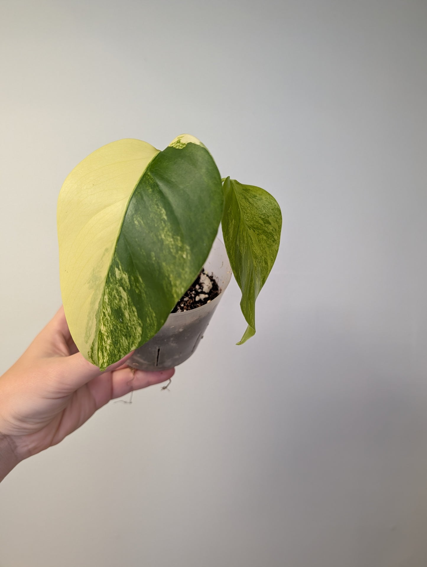 Monstera yellow variegated