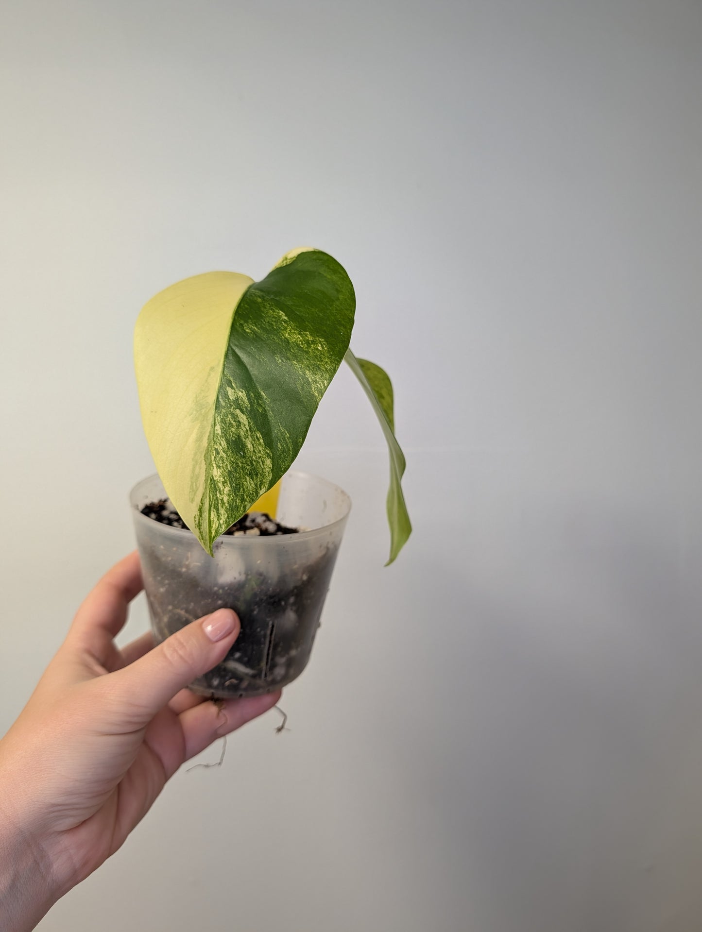 Monstera yellow variegated