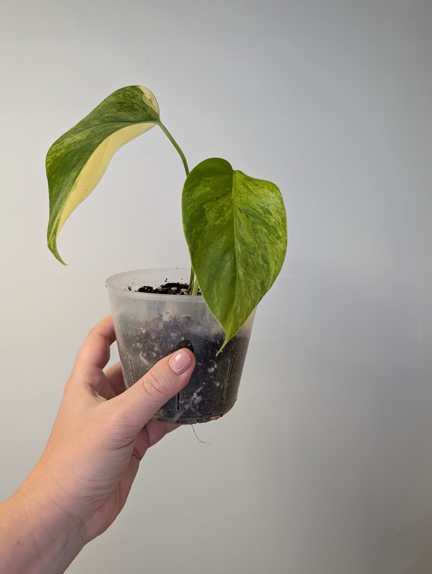Monstera yellow variegated