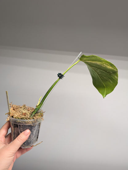 Monstera yellow variegated