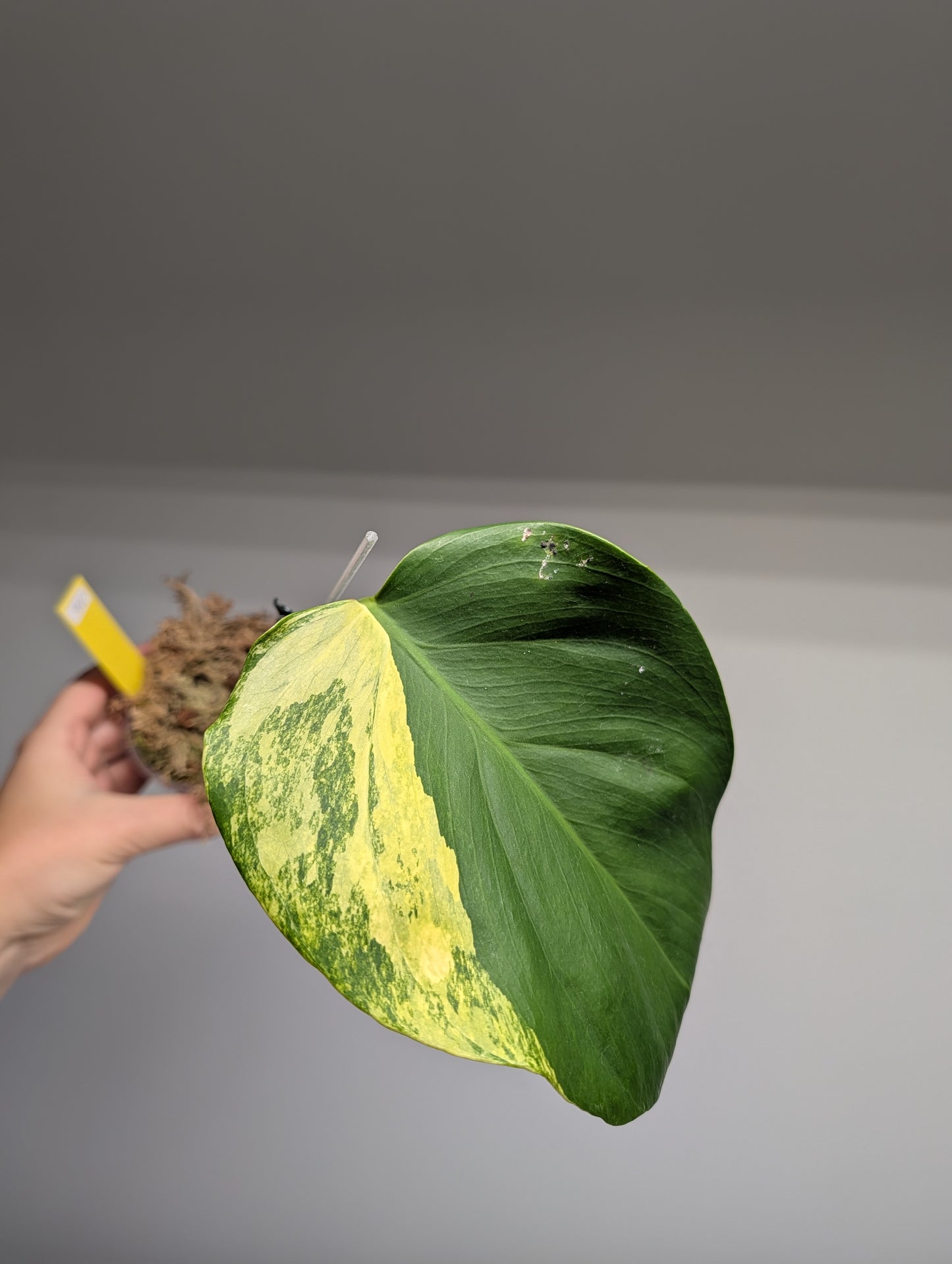 Monstera yellow variegated