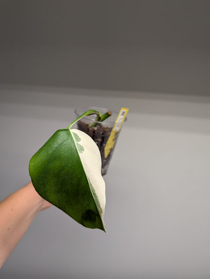 Monstera albo variegated