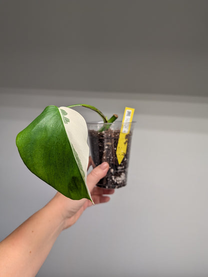 Monstera albo variegated