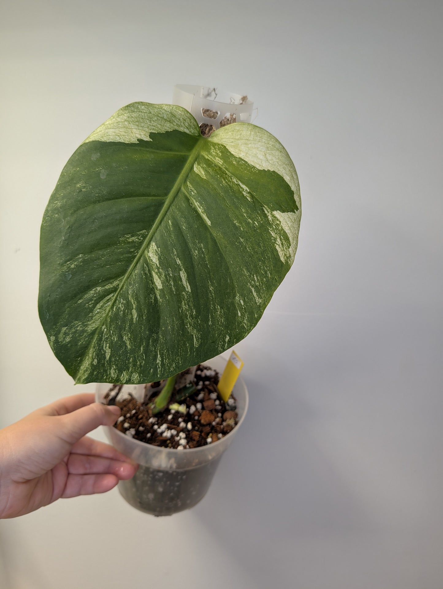 Monstera mint variegated (true marble mint variegation)