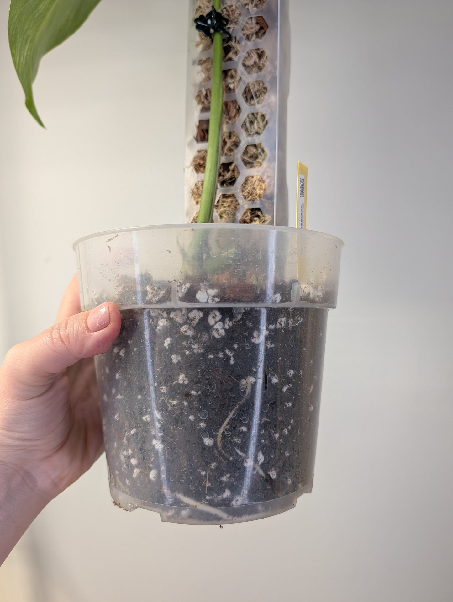 Monstera mint variegated (true marble mint variegation)