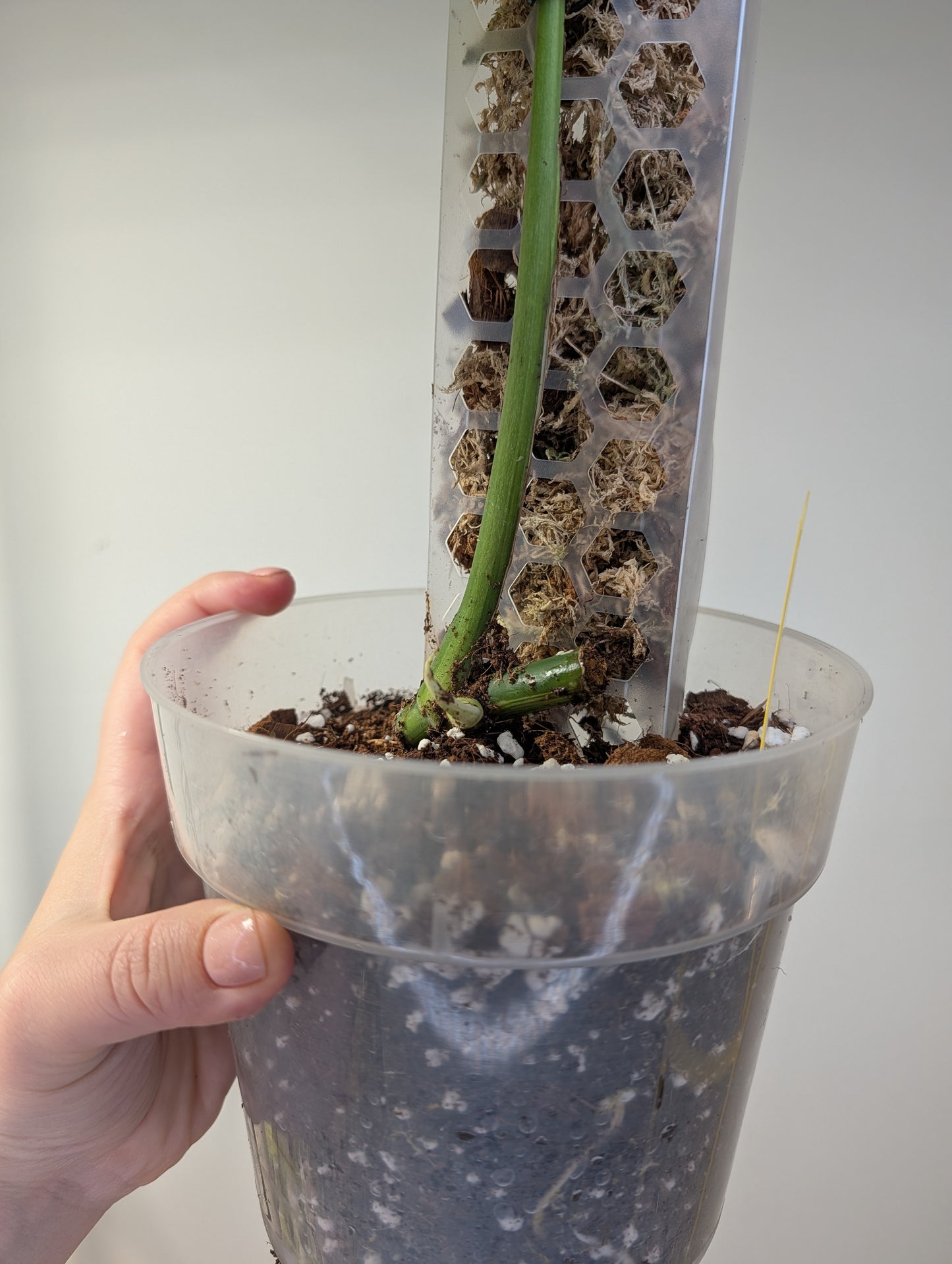 Monstera mint variegated (true marble mint variegation)