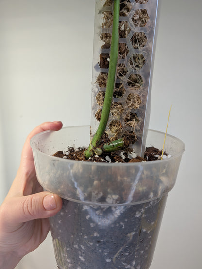 Monstera mint variegated (true marble mint variegation)