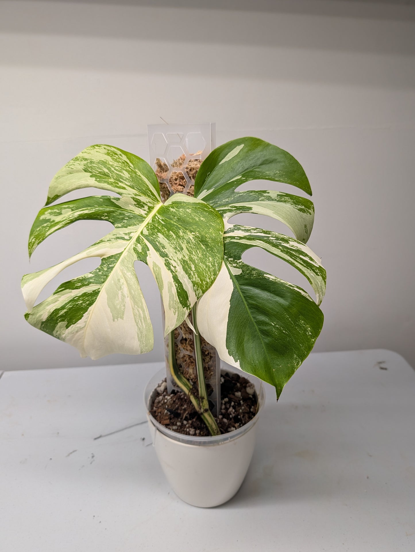 Monstera albo variegated