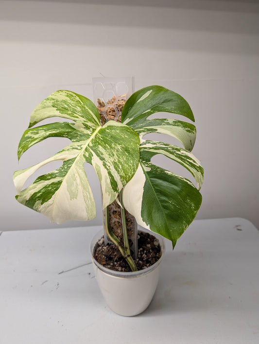 Monstera albo variegated