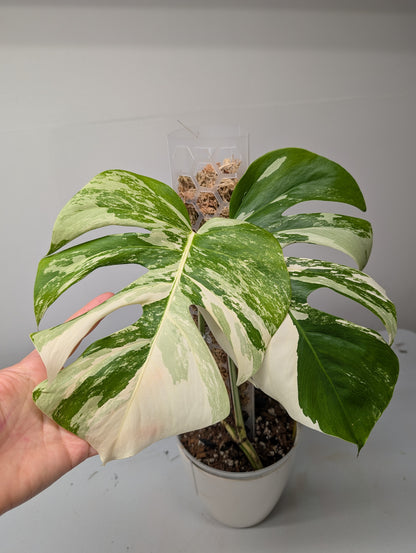 Monstera albo variegated