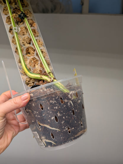 Monstera albo variegated