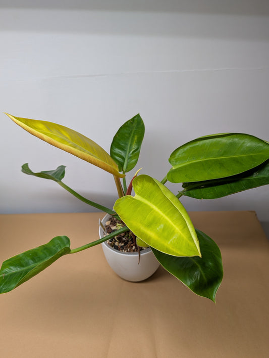 Philodendron green congo