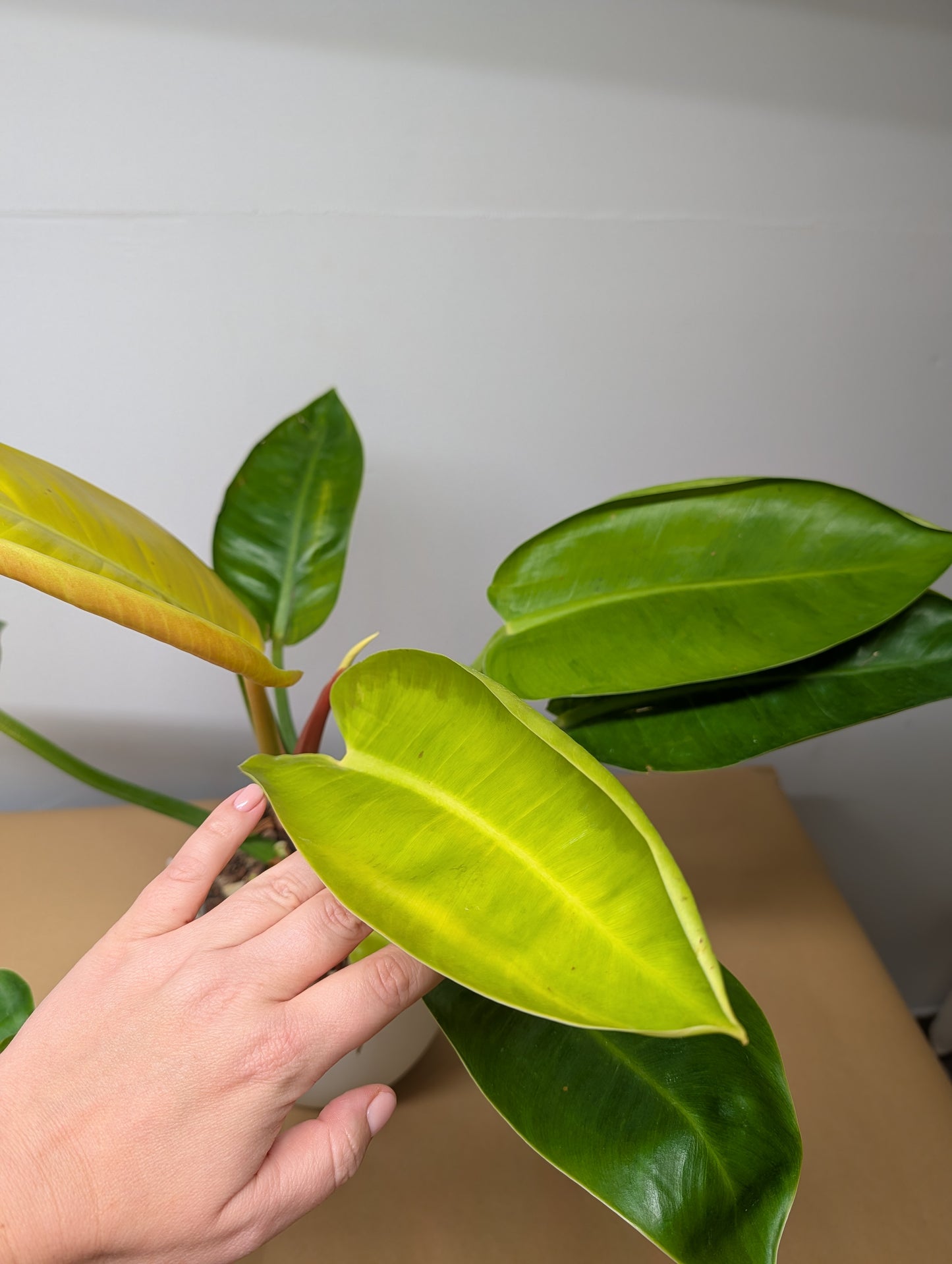 Philodendron green congo