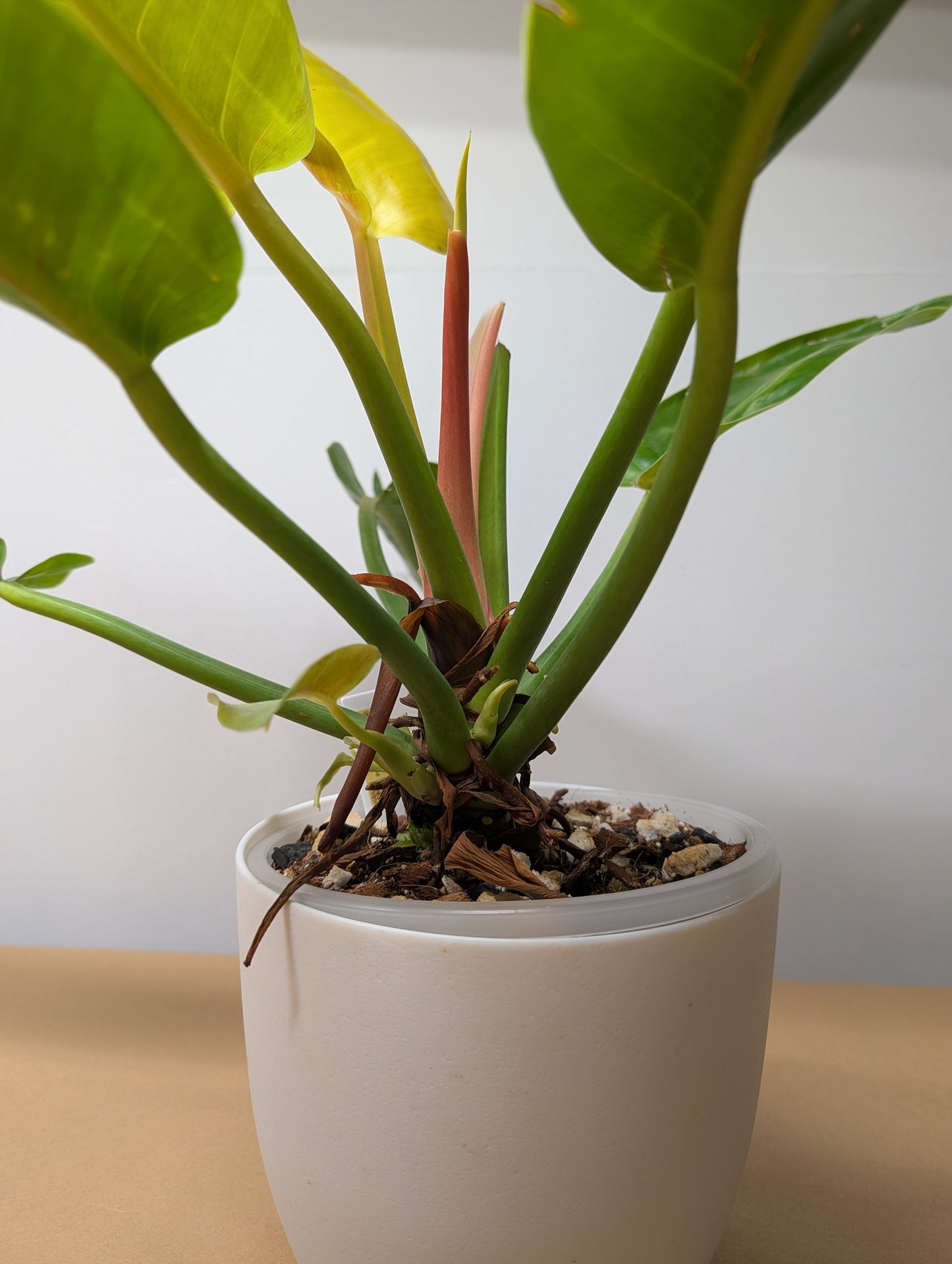 Philodendron green congo