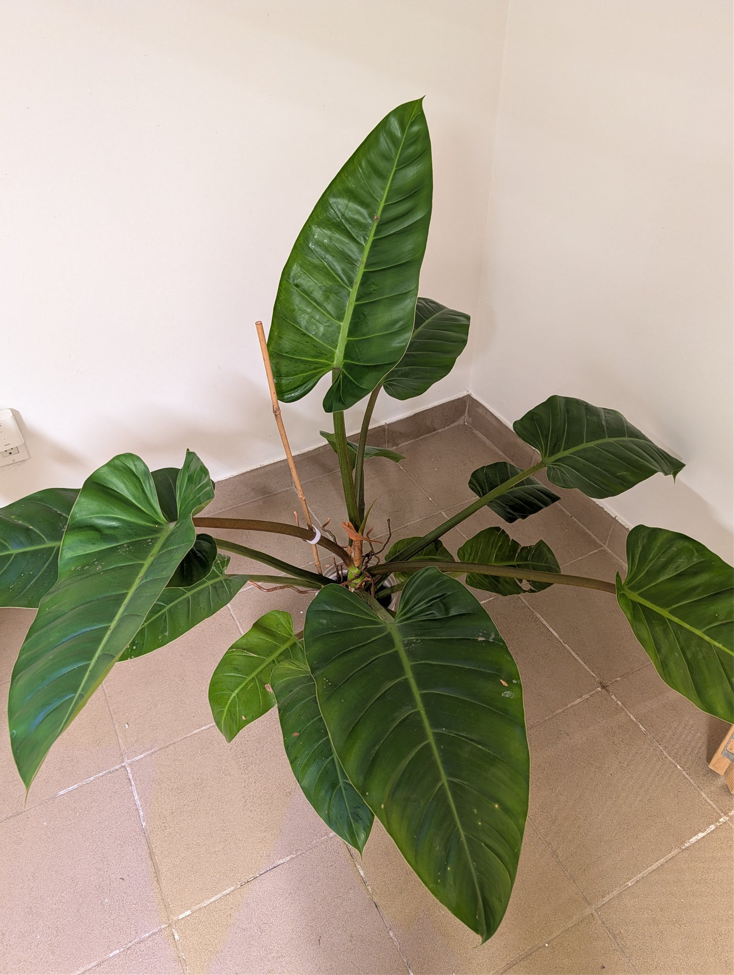 Huge Philodendron melinonii XL / only pick up & delivery & shipping to Ontario