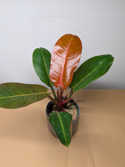 Philodendron Prince of Orange variegated/ Rare philodendron