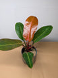 Philodendron Prince of Orange variegated/ Rare philodendron