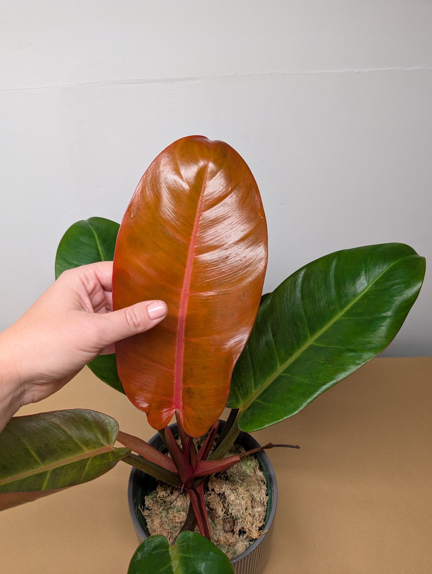 Philodendron Prince of Orange variegated/ Rare philodendron