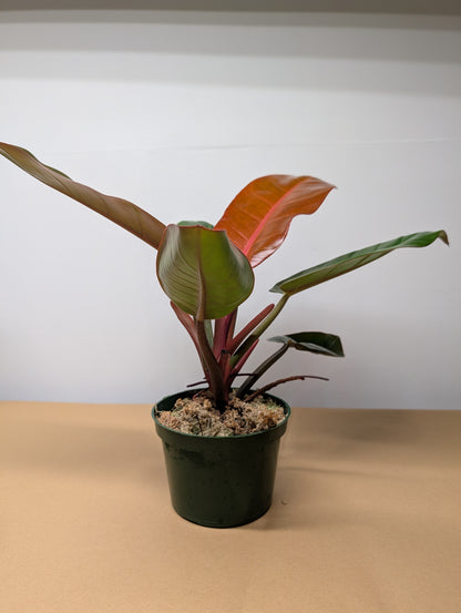 Philodendron Prince of Orange variegated/ Rare philodendron