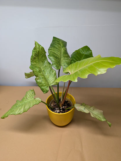 Philodendron snowdrift / easy to care for and beautiful 💚
