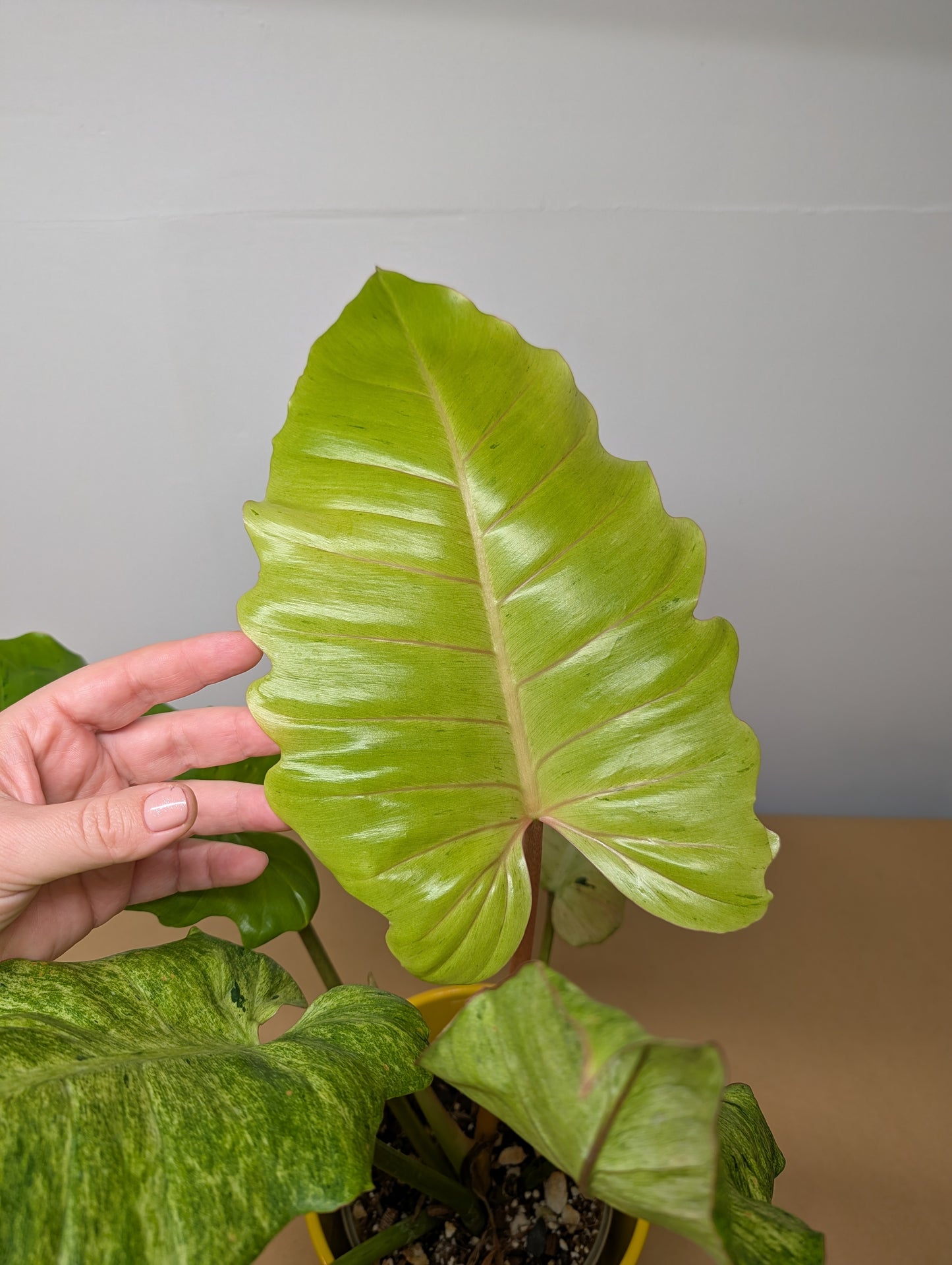 Philodendron snowdrift / easy to care for and beautiful 💚