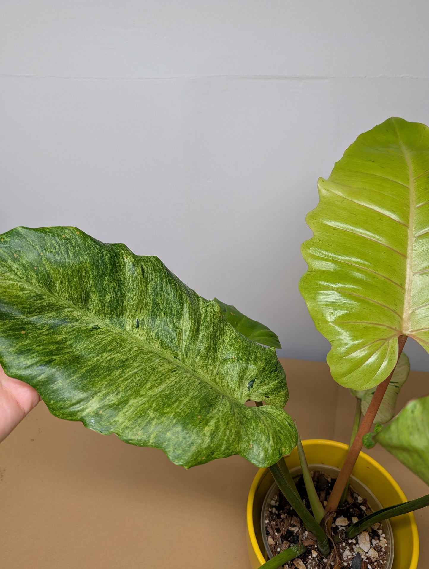 Philodendron snowdrift / easy to care for and beautiful 💚