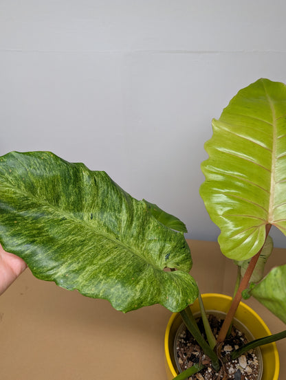 Philodendron snowdrift / easy to care for and beautiful 💚