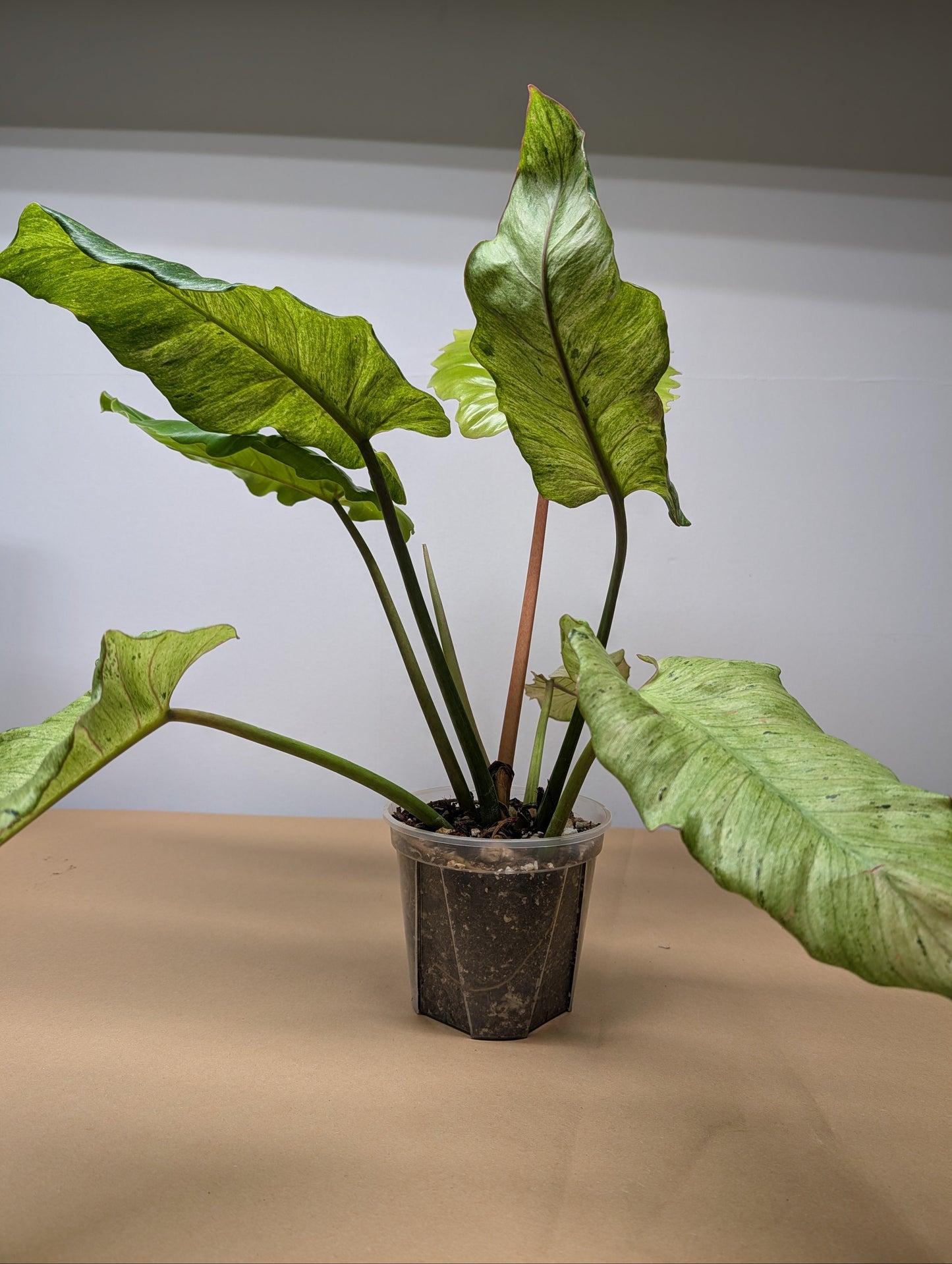 Philodendron snowdrift / easy to care for and beautiful 💚