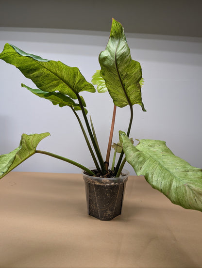 Philodendron snowdrift / easy to care for and beautiful 💚