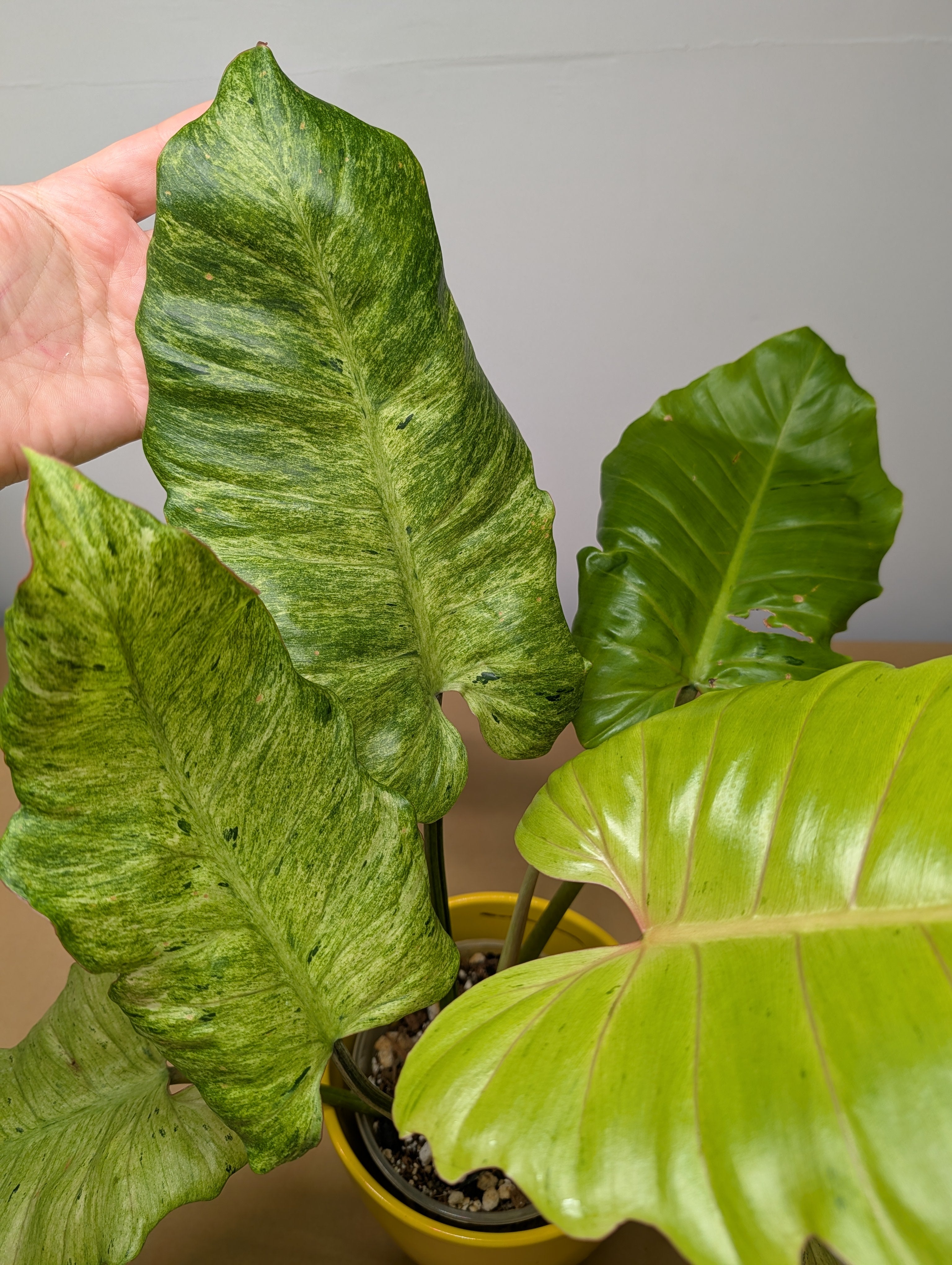 Philodendron – Sunflower Plant Shop