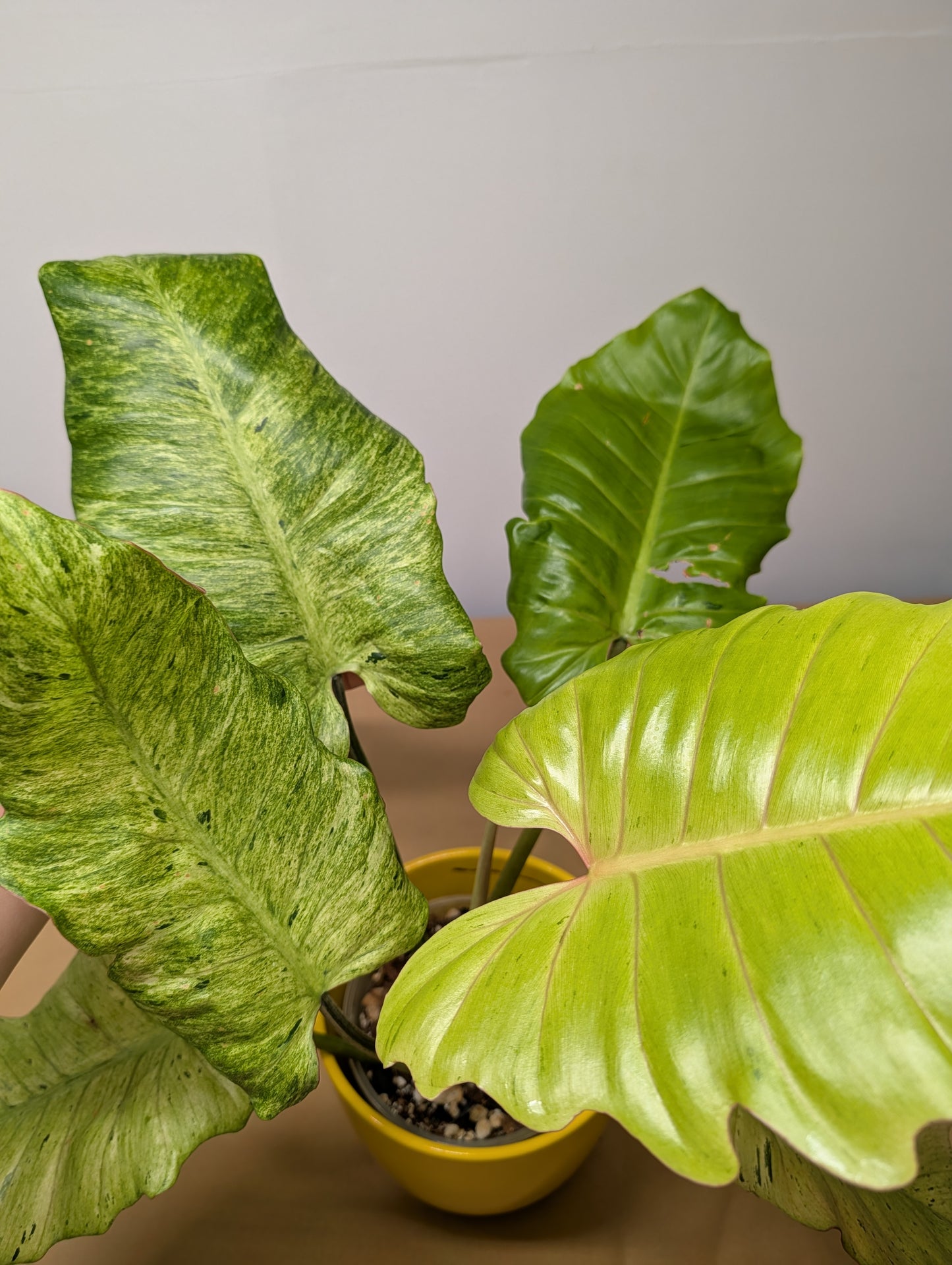 Philodendron snowdrift / easy to care for and beautiful 💚
