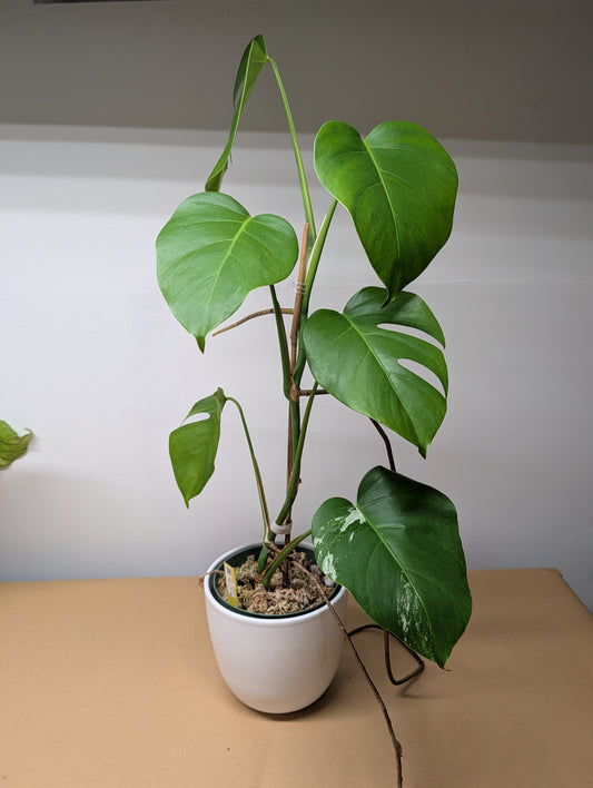 Monstera albo, reverted plant / Only pickip or delivery