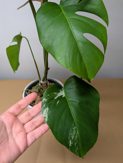 Monstera albo, reverted plant / Only pickip or delivery