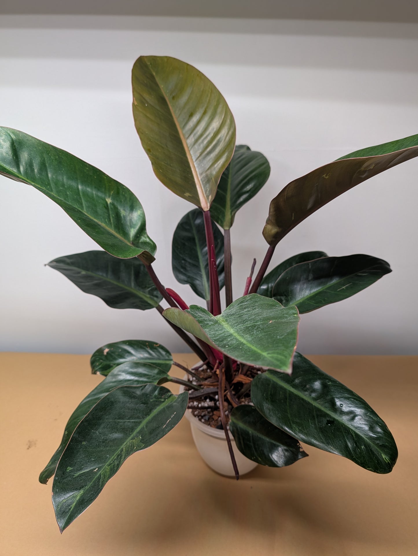 Philodendron Congo variegated / partial variegation