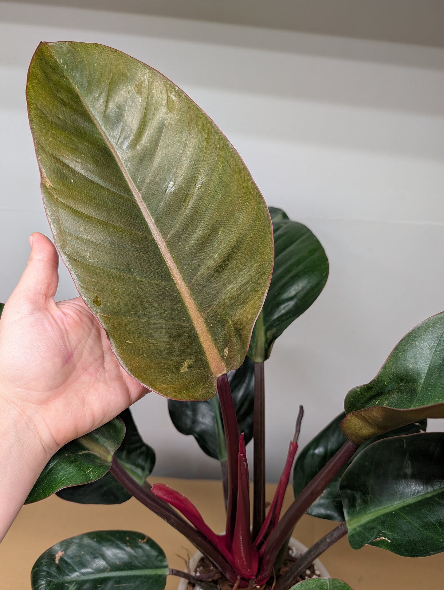 Philodendron Congo variegated / partial variegation