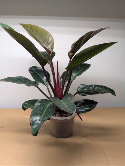 Philodendron Congo variegated / partial variegation