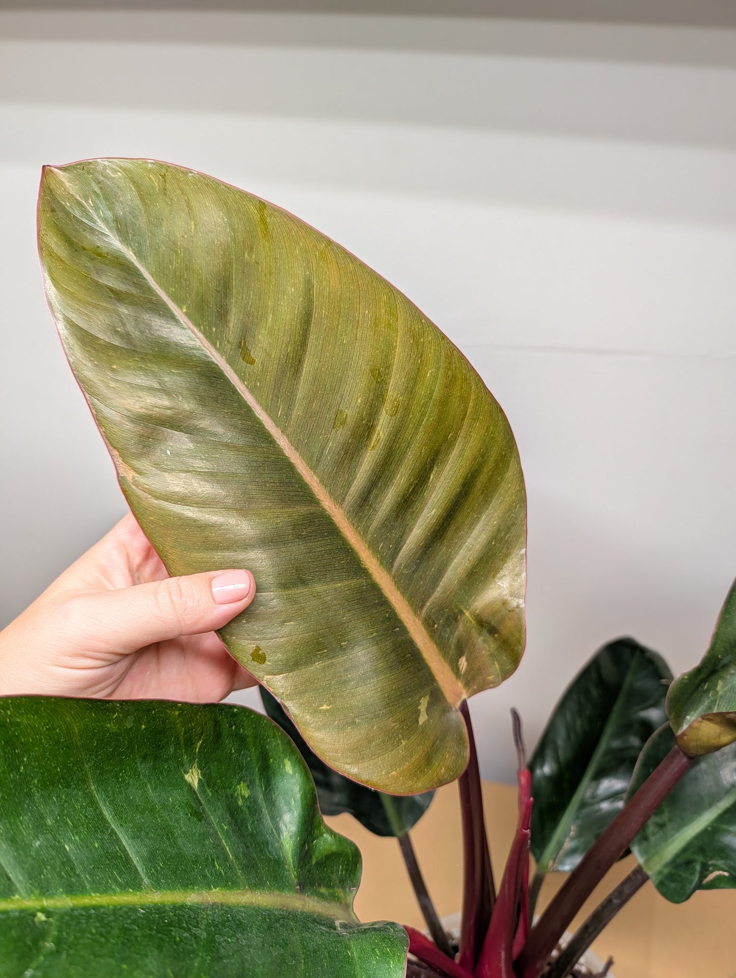 Philodendron Congo variegated / partial variegation