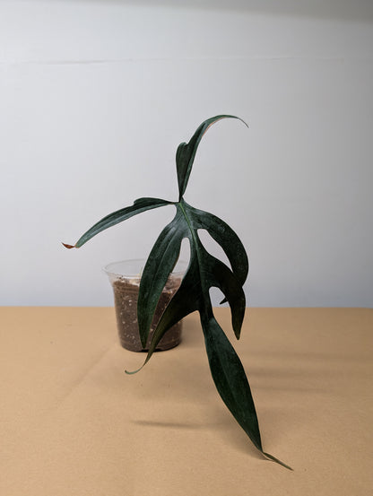 Philodendron Quercifolium / uncommon philodendron