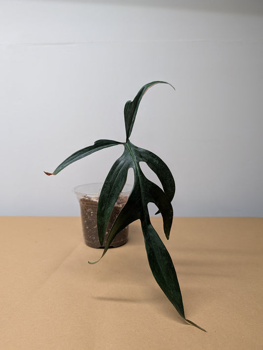 Philodendron Quercifolium / uncommon philodendron