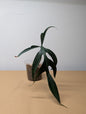 Philodendron Quercifolium / uncommon philodendron