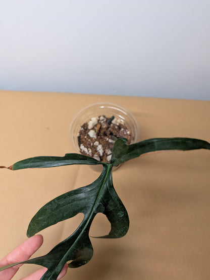 Philodendron Quercifolium / uncommon philodendron