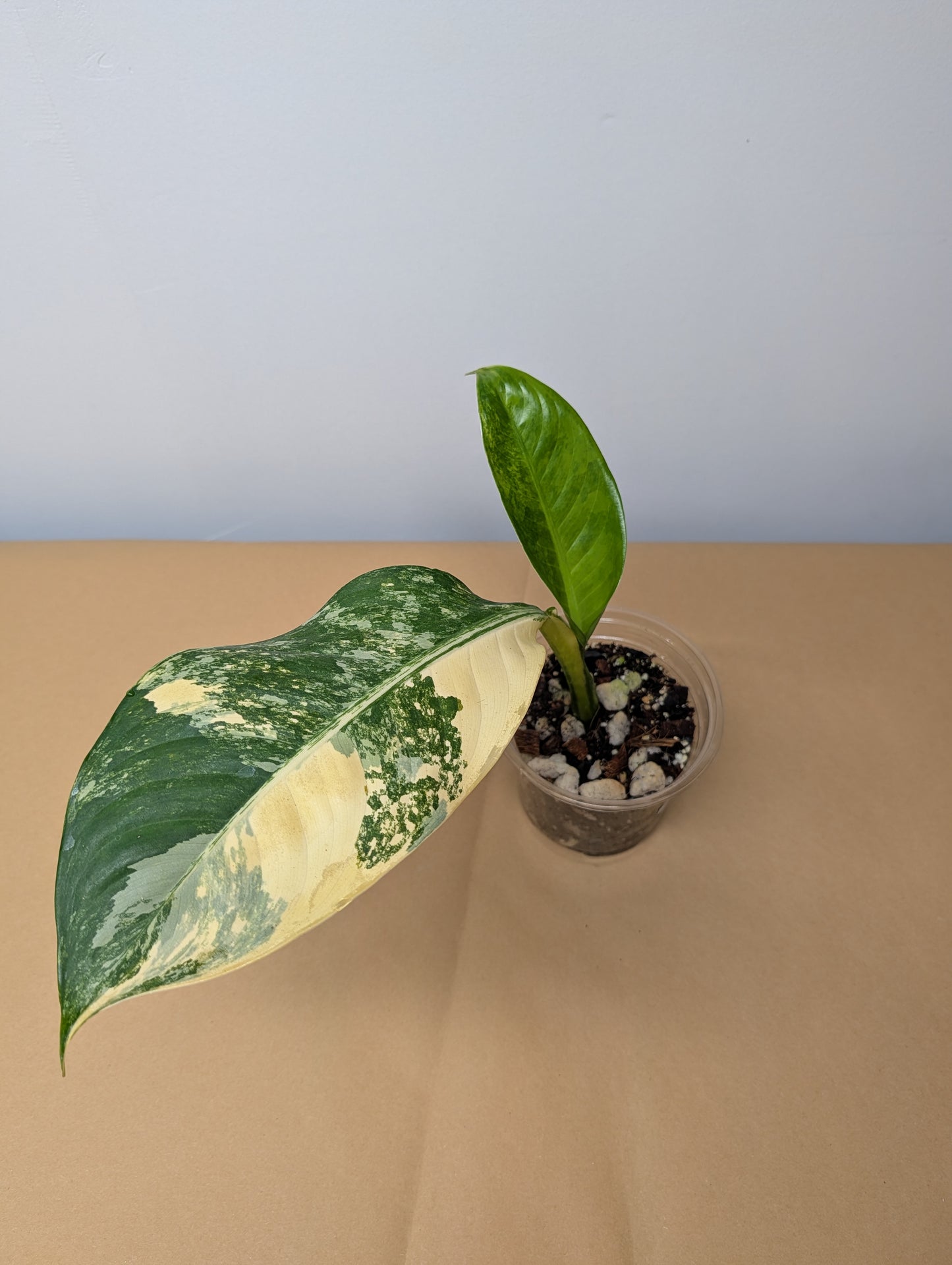 Diffenbachia variegated