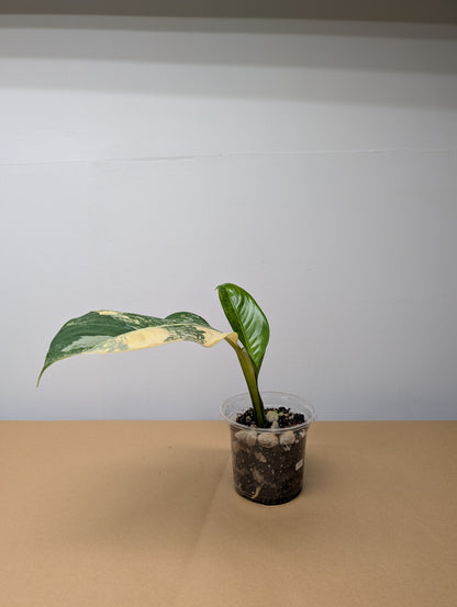 Diffenbachia variegated