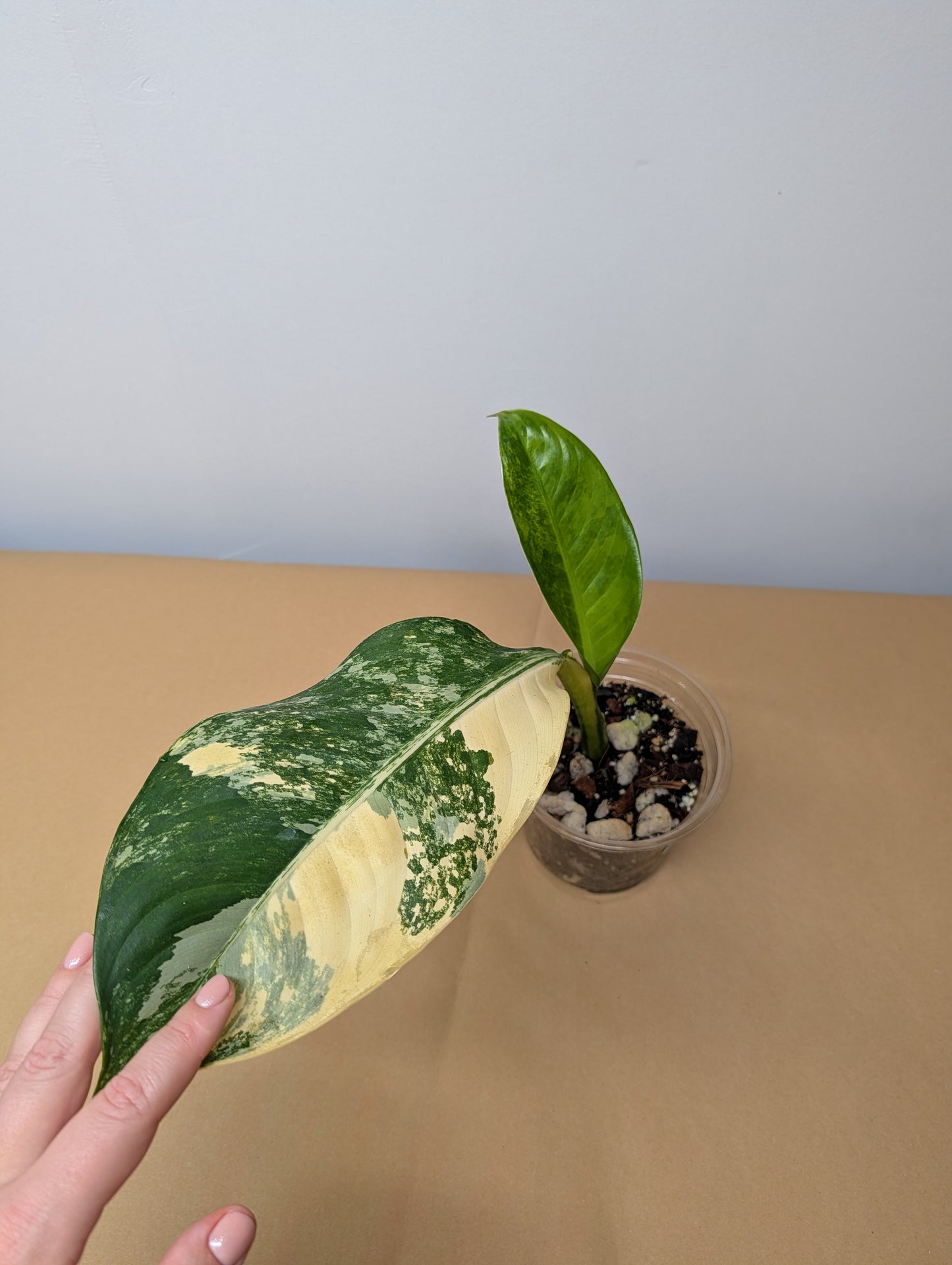 Diffenbachia variegated