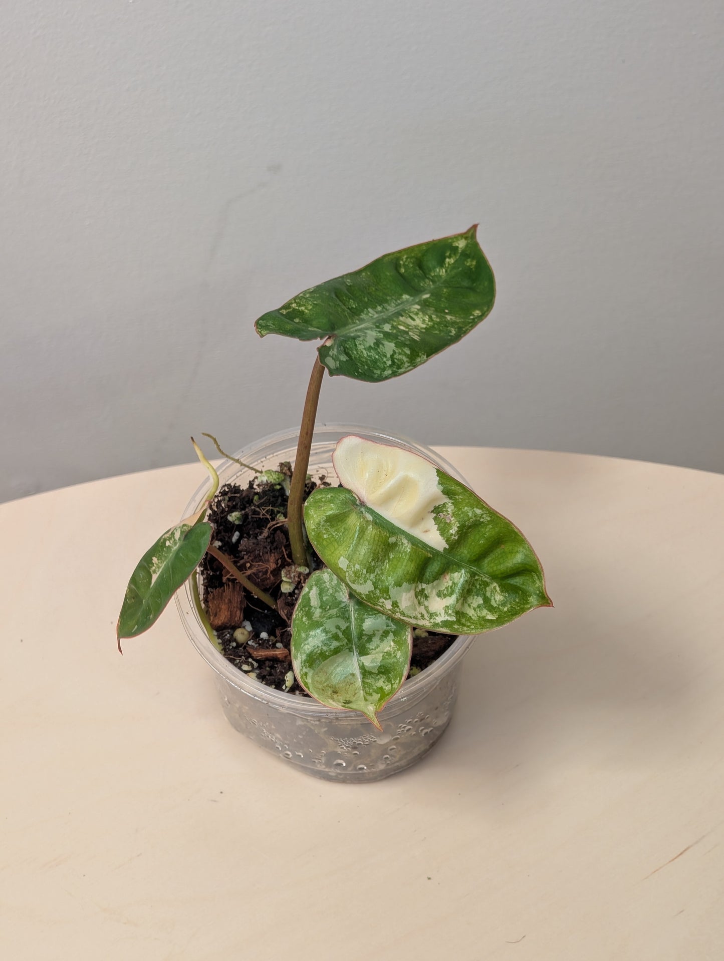 Philodendron Billitae variegated